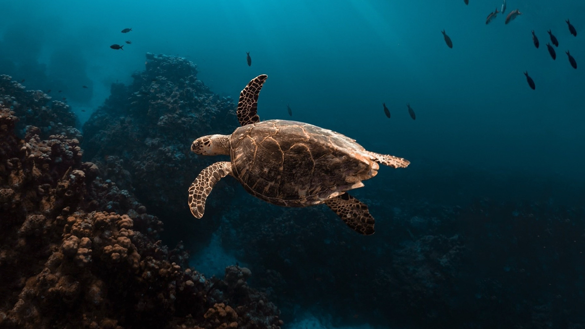 Turtle swimming in the ocean